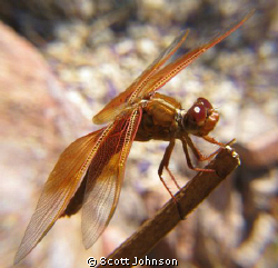 Drangon Fly buy the pond. by Scott Johnson 